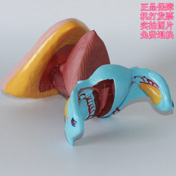 

Female internal and external genital anatomy model Uterus model
