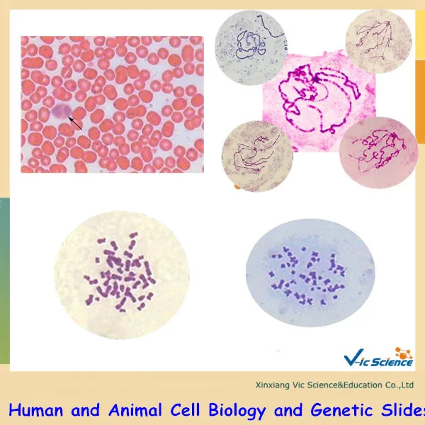 

Human and Animal Cell Biology and Genetic Prepared Slides