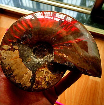 

Natural conch fossil specimens of Madagascar