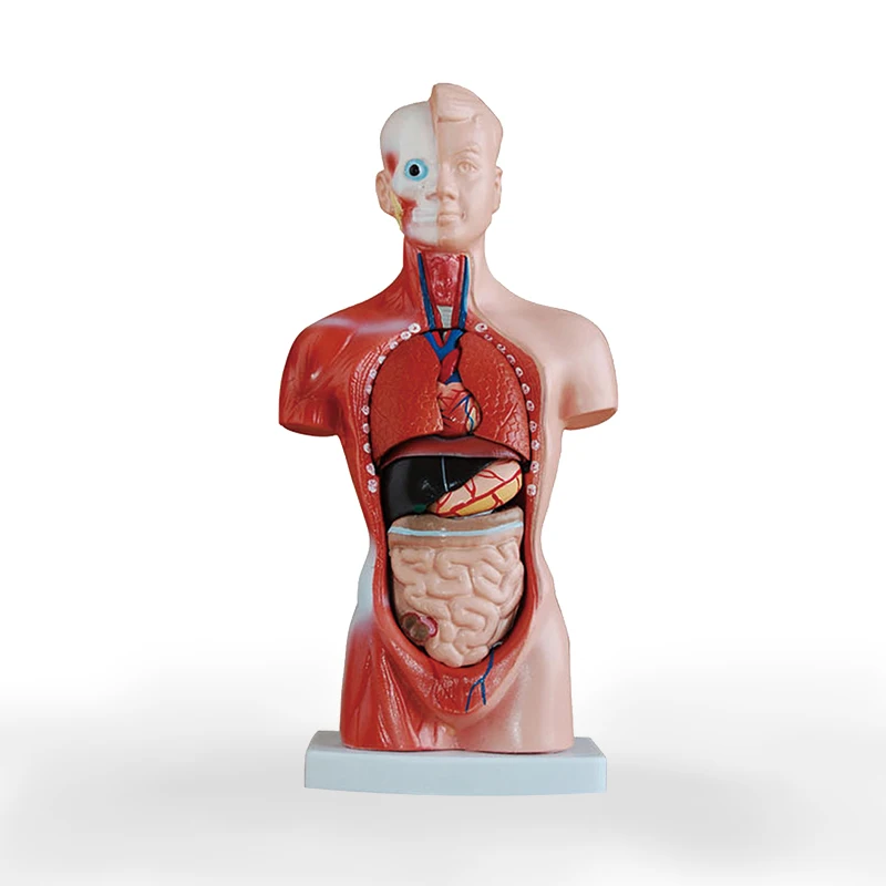 Buy 26cm Human Torso model Structure model of visceral