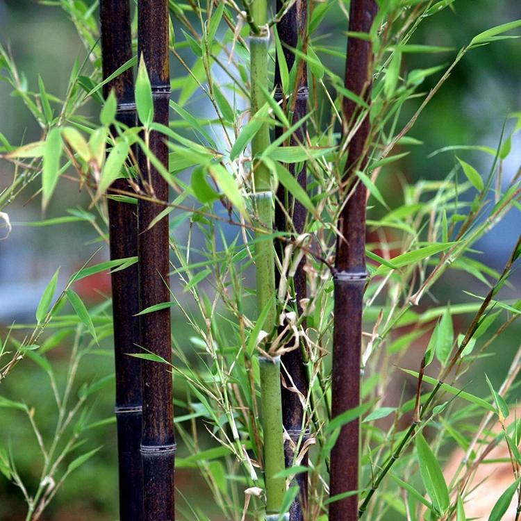 60 pcs Wholesale Fresh Bamboo Seeds Multicolor Moso Bamboo Garden Plant 95 Budding Ratein