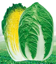 

2018 Time-limited Hot Sale Summer Jardin Home Vegetable Bonsais / South Korea Imports Goodness 100pcs Imperial Heart Cabbage