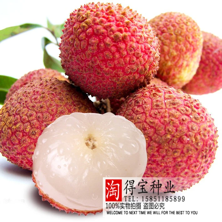 

Bonsai Hot Virgo Lychee Tree Beauty Fruit Yang Litchi Annona 2pcs/lot