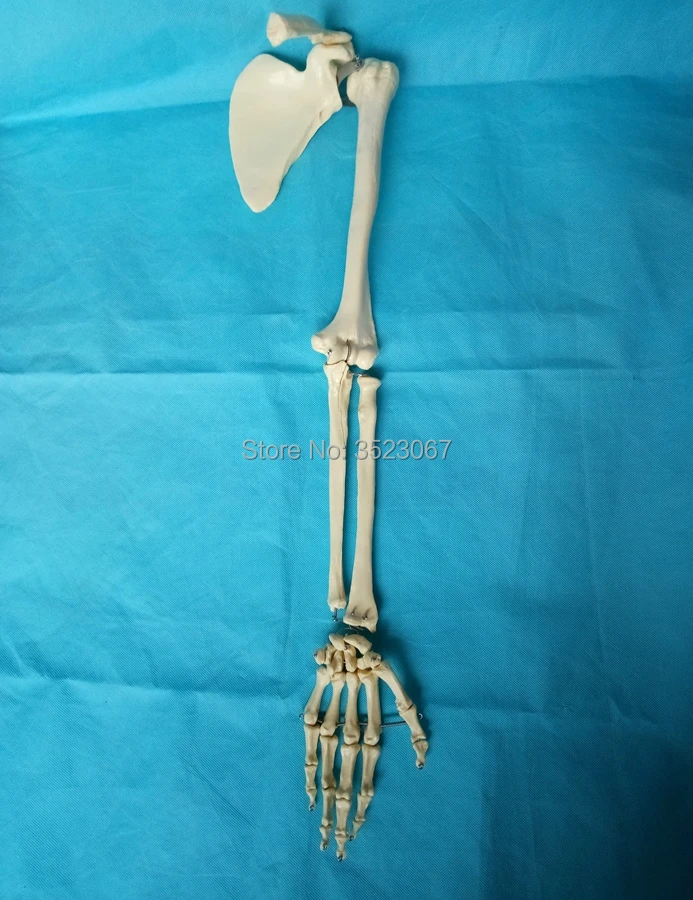 Размер жизни анатомические модели скелетной руки Модель-медицинский скелет руки плеча конечности Анатомия верхней конечности