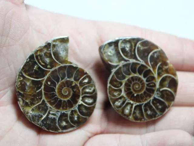 Special Price (A pair) 100%  NATURAL Conch fossil Crystal 