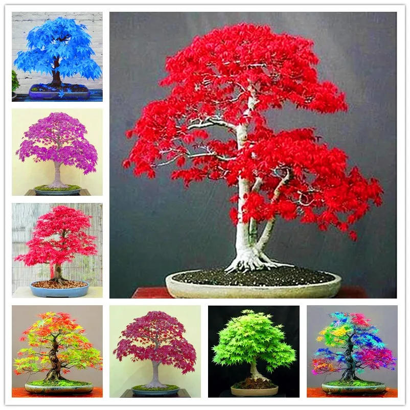 

10Pcs/Bag True Red Maple Tree bonsai plant Maple plants Very Beautiful Indoor Tree home garden decortion bonsai planting