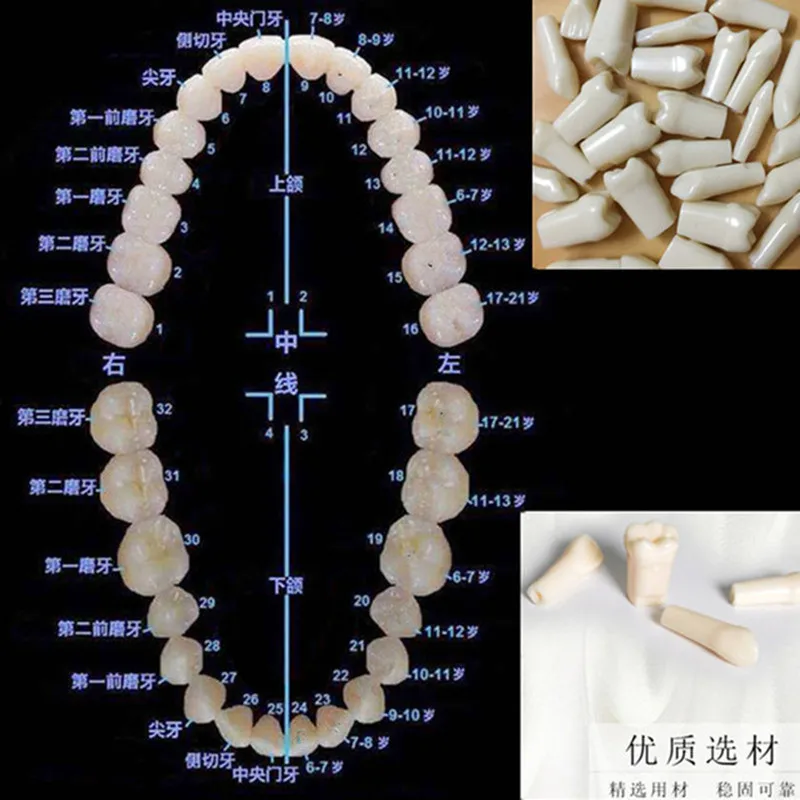 

100% High Quality Model Dental Universal Plate Type Removable Teeth Study Tooth Model Yellow Color