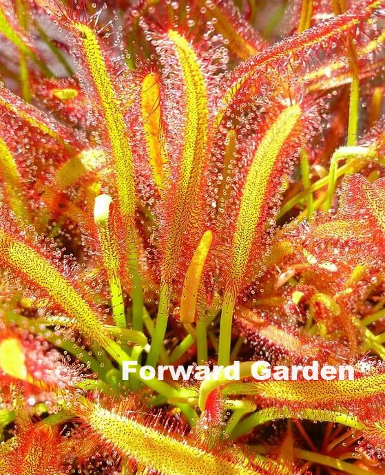 Big Promotion!! 120 Pcs Carnivorous Plants Drosera Peltata Pot Flycatcher Bonsai Sundew Venus Flytrap Table Garden Succulent
