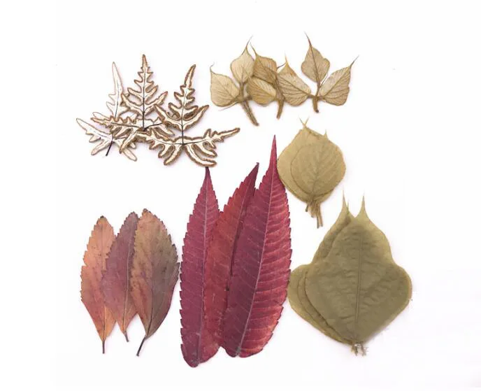 

18pcs Mixed Pressed Dried Leaves Leaf Plant Herbarium For Jewelry Phone Case Photo Frame Bookmark Craft DIY Making