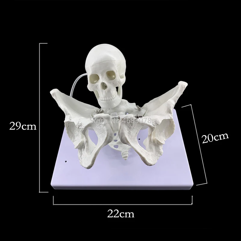 1:1 модель женского таза Акушерская обучающая модель женский процесс доставки демонстрационная поставка таза 29x22x20 см