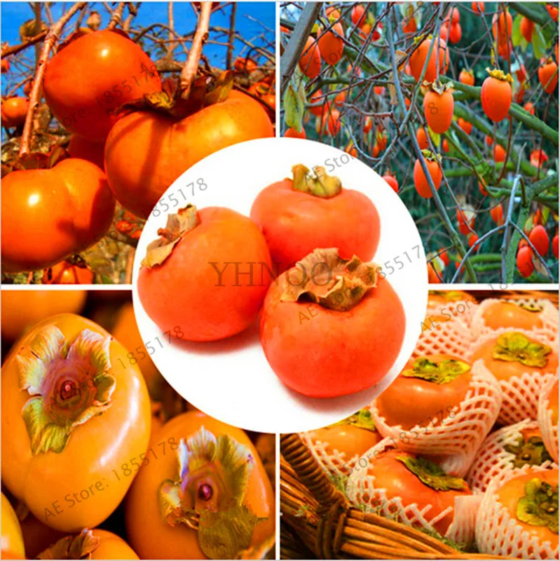 5 Seeds Japanese Persimmon Tropical Fruit Standard or Bonsai Diospyros kaki 