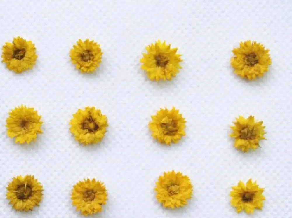 120 шт прессованный высушенный цветок анафалиса сухие растения для эпоксидной смолы кулон ожерелье Изготовление ювелирных изделий ремесло DIY аксессуары - Цвет: Цвет: желтый