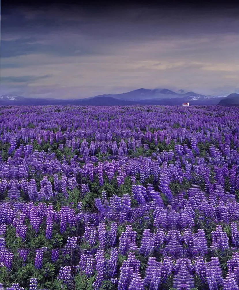 

Purple Lavender Flowers Photography Backdrops Photo Props Studio Background 5x7ft