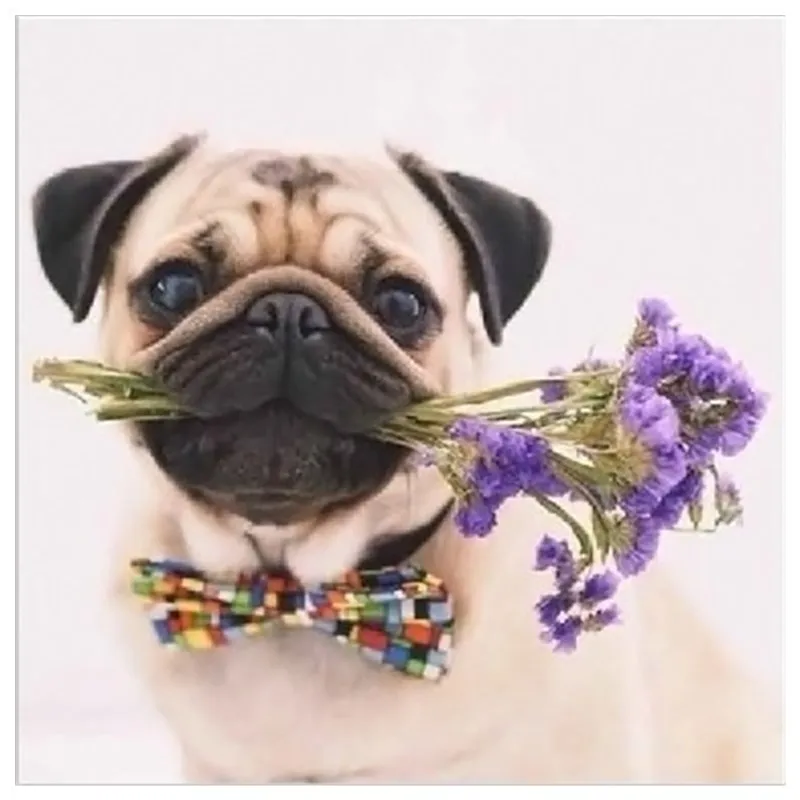 

Diamond Painting Dog 5D Diy Diamond Cross Stitch Diamond Embroidered Animal Diamond Mosaic Kit Custon Photo And Drop Shopping