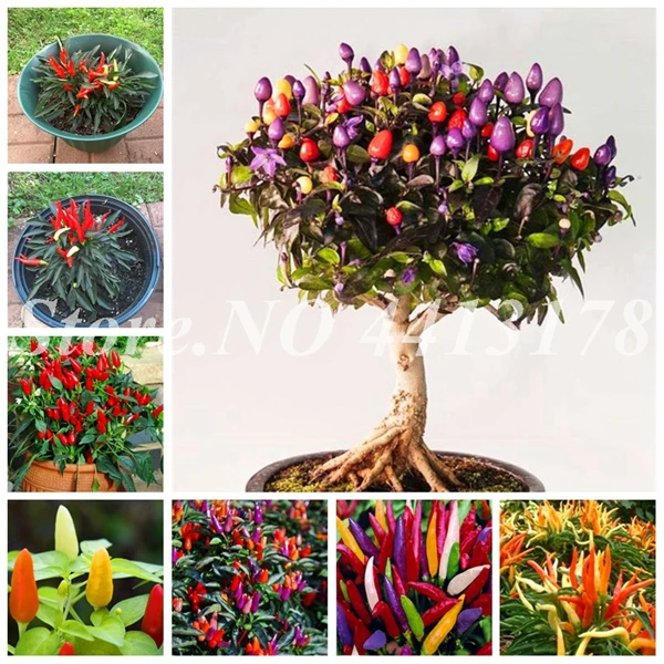 200 pcs/ bag Giant Spices Spicy Red Chili Hot Pepper Exotic Potted Bonsai Garden Plant for Flower Pot Planters Easy to Grow