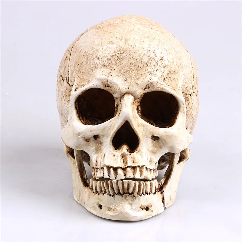 white Human Skull Replica Resin Model Medical Lifesize Realistic 1:1 Model LJ