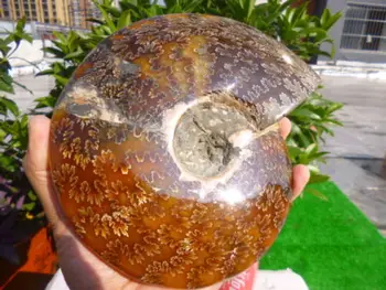 

1830g(4 lb) Jade Chrysanthemum Ammonite Shell Fossil Madagascar