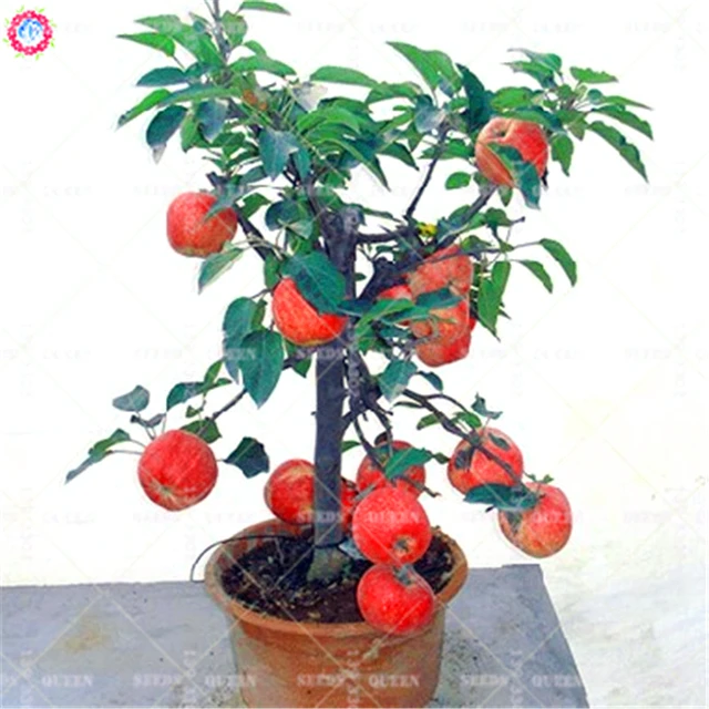 30pcs bonsai apple tree seeds Rare indoor plant dwarf fruit seeds ... 30pcs bonsai apple tree seeds Rare indoor plant dwarf fruit seeds ...