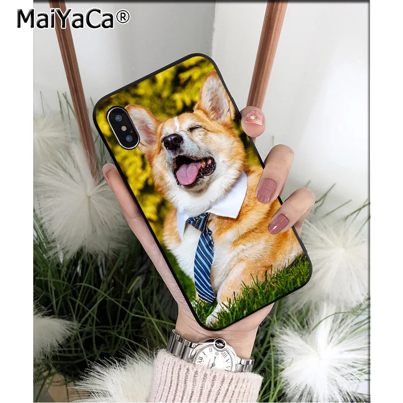 Animal Corgi dog