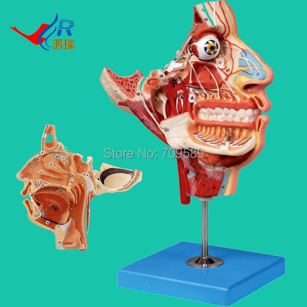 ISO Detailed Anatomical Nerves and Vessels of the Facial Skull, Face and Head Model ISO Detailed Anatomical Nerves and Vessels of the Facial Skull, Face and Head Model