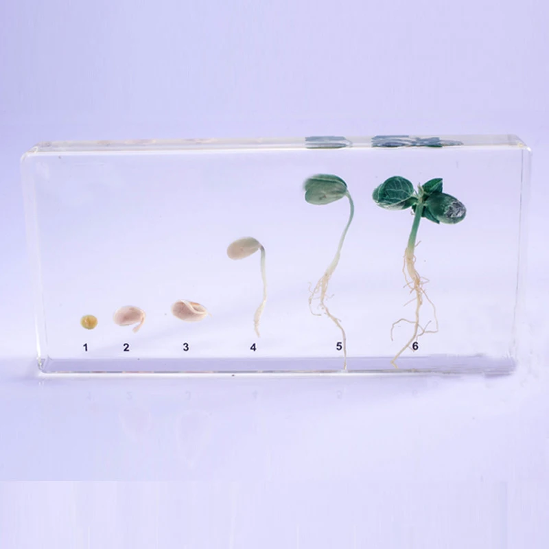 

Soybean Germination Process Specimen In Clear Lucite Block Educational Equipment