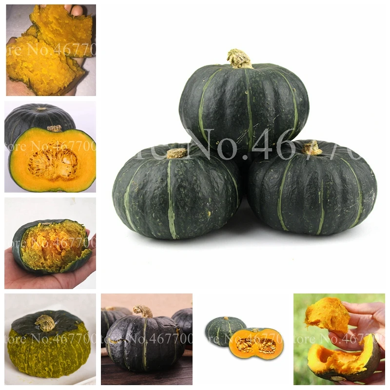 

10 Pcs Sweet Pumpkin Bonsai Organic Heirloom Squash Winter Butternut Rare Potted Vegetables Plant for Home Garden Flower Pot