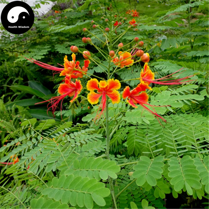 

Buy Caesalpinia Pulcherrima Tree Semente 20pcs Plant Caesalpinia Pulcherrima For Jin Feng Hua