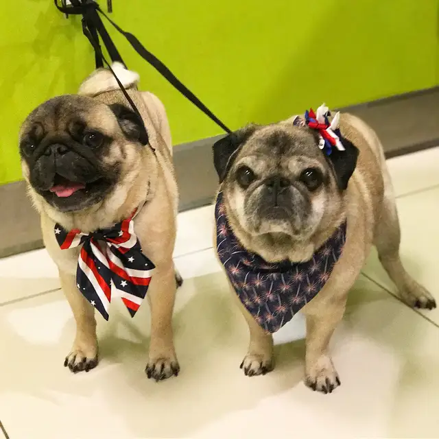 Online Shop 60 Pcs Anjing Volume Pita Busur Merah Biru Putih Hewan