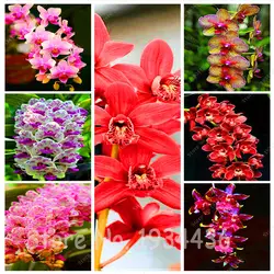 Редкие с китайским цимбидиумом Орхидея балкон бонсай сад цветок орхидеи Semente декоративные цветы для дома посадки 150 шт