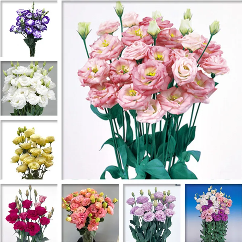 

100 pcs/bag Eustoma Bonsai, exotic eustoma Flower Plants, Bonsai balcony Ornamental flower, Planting Simple for Home Garden