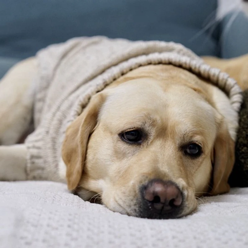 

[MPK Dog Sweater] Wool Sweater for Small to Medium Size Dogs, Wool Dog Sweater, Labrador Sweater, Dog Clothes, 4 Sizes Available