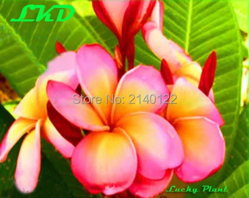 20 Свежие Plumeria Rubra Семена Таиланде Редко Реальные Frangipani no172-multimillionare-1 |