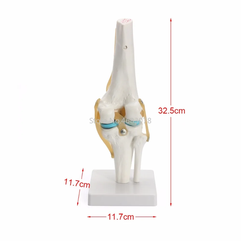 Life Size Human anatomy skeleton Knee Joint Anatomical Model Heart skull brain skull model in trauma nursing manikin train