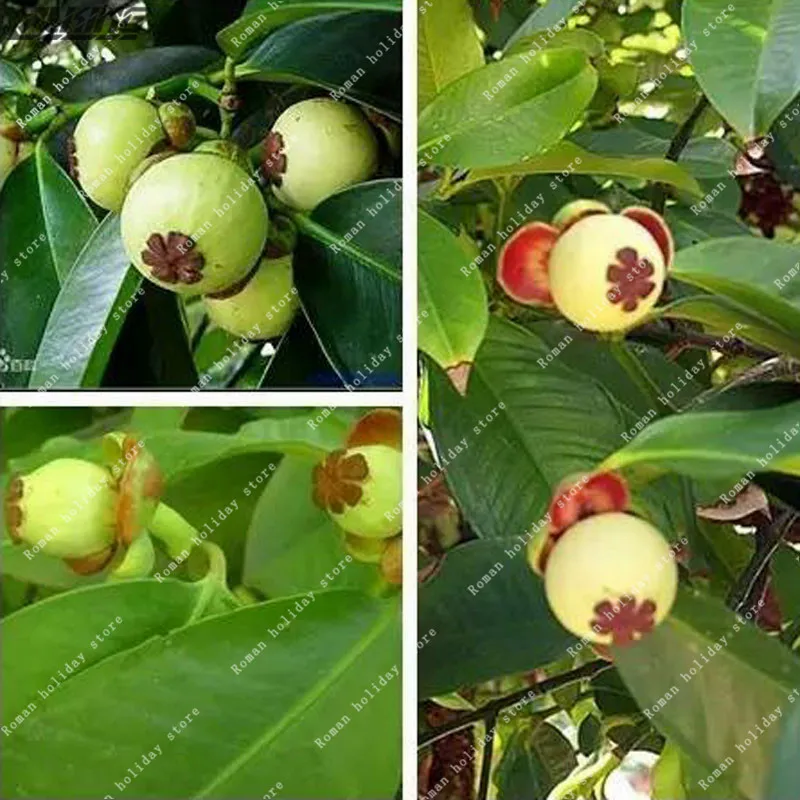 

ZLKING 10 Pcs Thailand Mangosteen Fruit Organic Heirloom Natural Anticancer Tree Bonsai Nutrient Rich Queen Of Tropical
