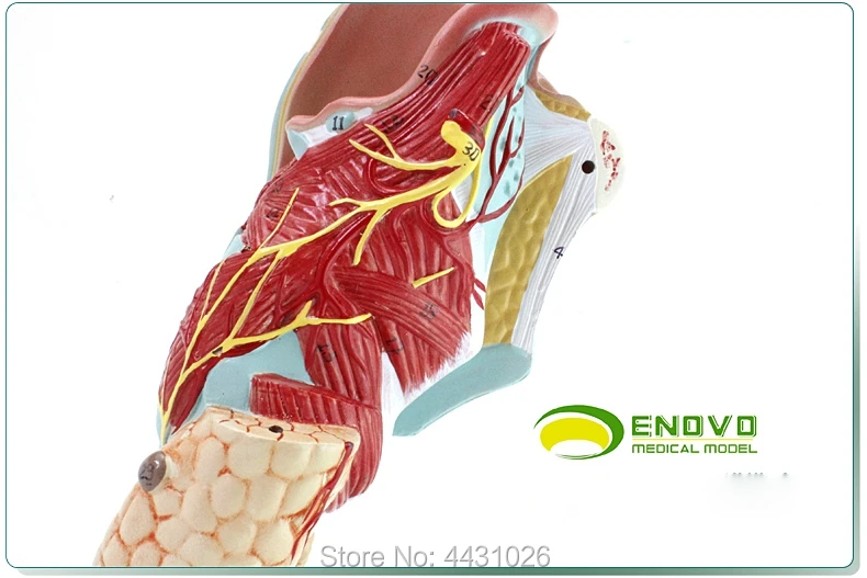 ENOVO медицинская модель гортани и гортани полости
