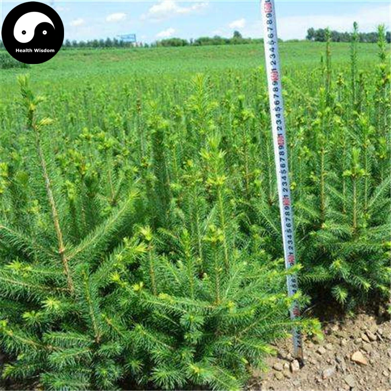 

Buy Picea Asperata Fir Tree Semente 60pcs Plant Spruce Tree Chinese Yun Shan