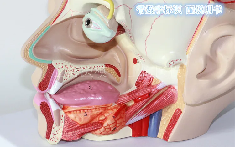 //img.alicdn.com/imgextra/i2/466366108/TB22gSmXVXXXXbDXpXXXXXXXXXX_!!466366108.jpg