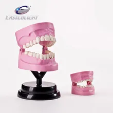 

science experiment Human Medicine Oral teaching model set free shipping