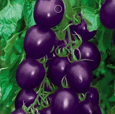 Blue Tomato Indigo Rose Seeds Rare Heirloom Non Gmo Osu Organic Tomato Seeds Hybrid Seeds Petuniaseeds Black Aliexpress Blue Tomato Indigo Rose Seeds Rare Heirloom Non Gmo Osu Organic Tomato Seeds Hybrid Seeds Petuniaseeds Black Aliexpress