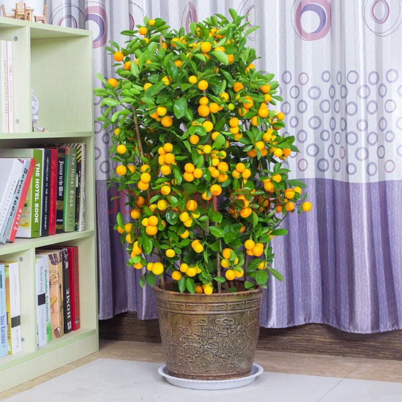 40PCS Bonsai Orange Potted Edible Tangerine Citrus Fruit 40PCS Bonsai Orange Potted Edible Tangerine Citrus Fruit