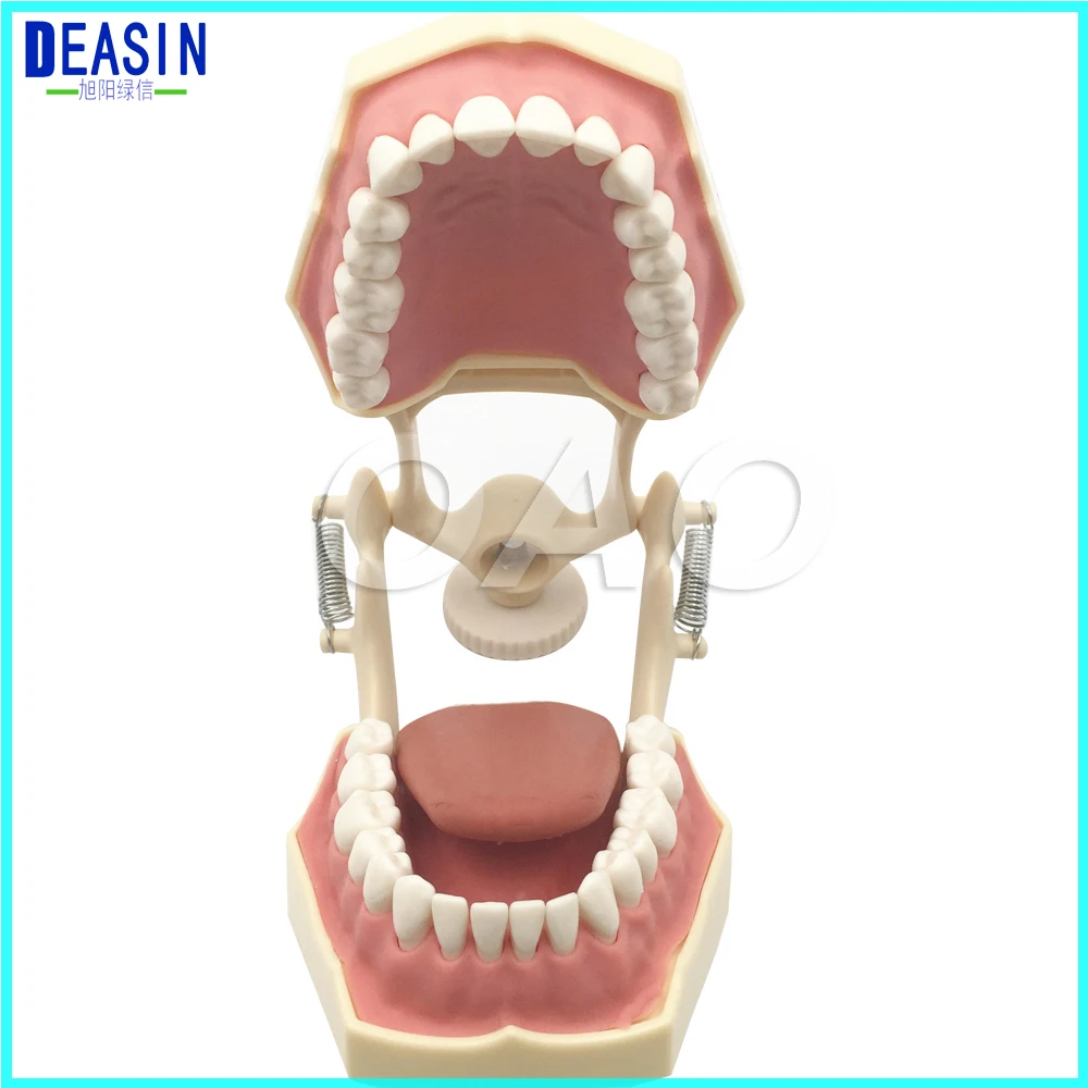 Free shipping Dental Soft Gum Teeth Model with tougne Typodont w/ 32 Removable Teeth NISSIN 200 Compatible Free shipping Dental Soft Gum Teeth Model with tougne Typodont w/ 32 Removable Teeth NISSIN 200 Compatible