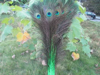 

Wholesale 50pcs beautiful green peacock feather eye 70-80 cm / 28-32 inch decorative celebration