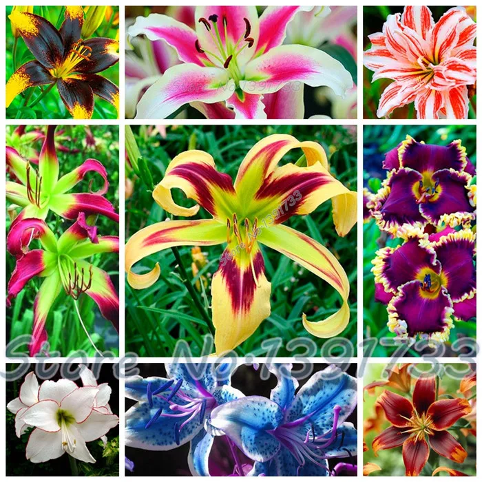 100 pcs  lily Plants indoor bonsai calla lily seeds beautiful garden lily flower seeds free shipping