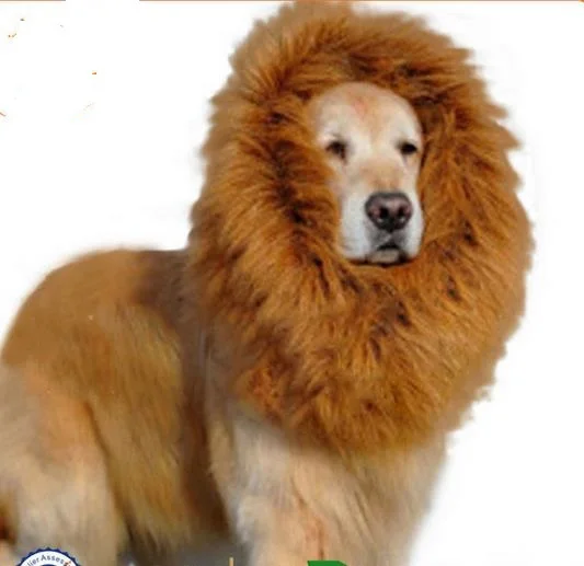Download 5pc/Lot New Arrival Pet Supplies unique dog collars Pet dog wig lion mane Simba scarf doggie wig ...
