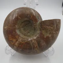 911 г высокое качество натуральный мадагаскарский аммонит минеральный экземпляр ракушки Рейки Исцеление