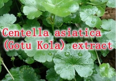 

1 pack Centella asiatica (Gotu Kola) extract 10:1 caps 500mg x 300pcs caps free shipping