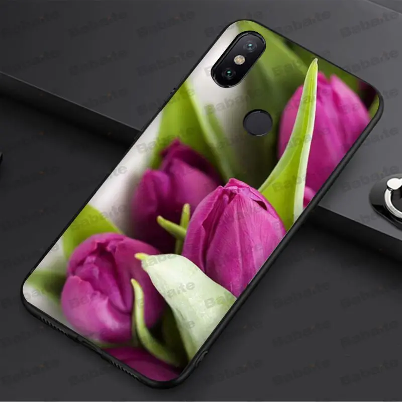 tulip flower 