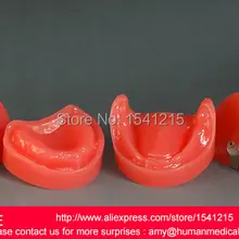 Устные зубы модель, нижнечелюстной имплантат зубной Стоматологическая модель, natomiacl Зуб Модели, рот уход за полостью рта MODEL-GASEN-DEN014
