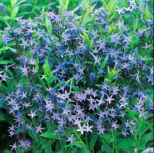 Lista De Arbustos Con Flores Azules Lista De Arbustos Con Flores Azules