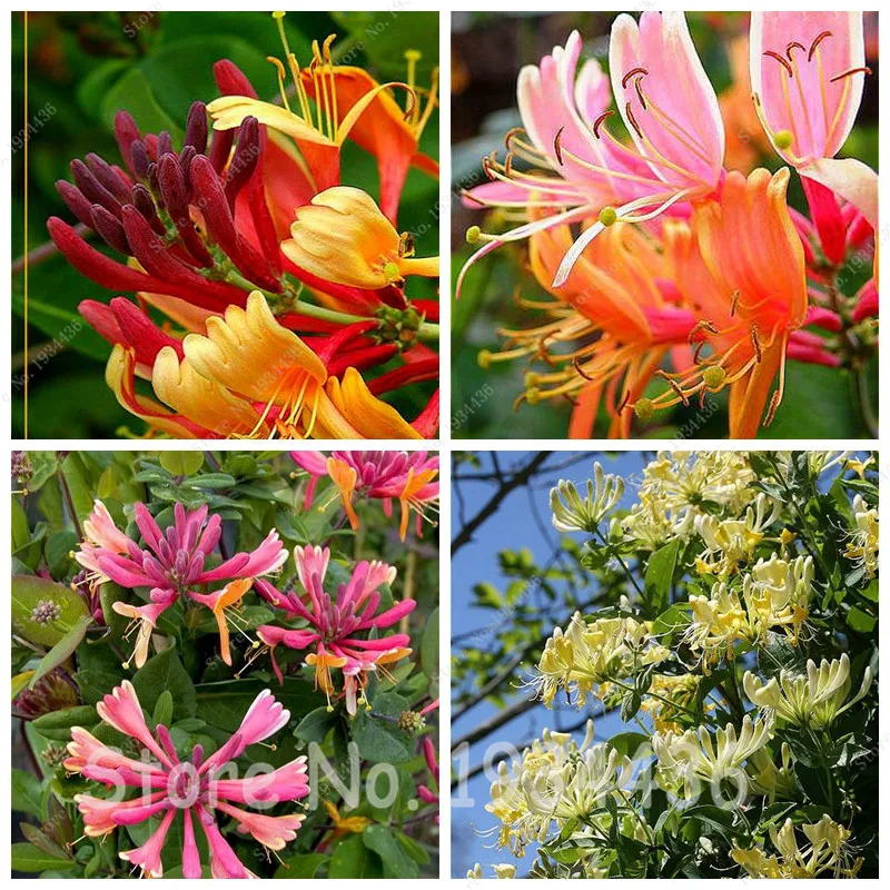 Online Get Cheap Honeysuckle Plants Alibaba Group